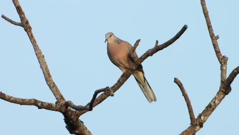 Common-ground-dove-UHD-Mp4-4k-