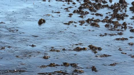 Kelp-seaweed-floating-close-up