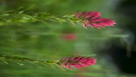 Vertical-Video:-pink-wildflowers-in-meadow,-shallow-depth-of-field-closeup
