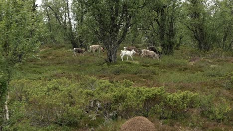 Arctic-Forest-with-Grazing-Reindeer-Herd-in-Background,-Slow-Motion