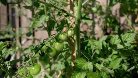 A-bunch-of-green-ripening-tomatoes-on-a-bush-on-a-sunny-day-after-rain