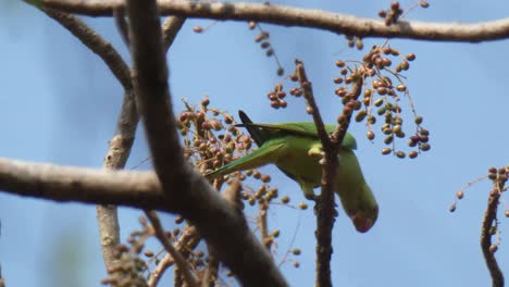 Green-parrot-in-tree-UHD-MP4-4k-