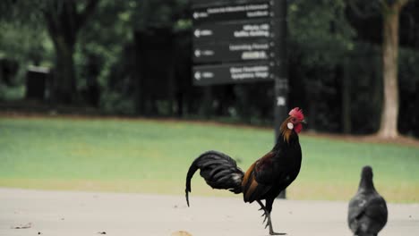 Cute-Rooster-Balancing-on-One-Leg-with-Pigeon-Walking-in-the-Foreground-at-a-UNESCO-Heritage-Site,-The-Botanic-Gardens,-Singapore