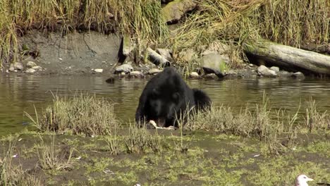 Oso-Negro-Comiendo-Salmón-En-La-Orilla-Del-Río-En-Ketchikan,-Alaska