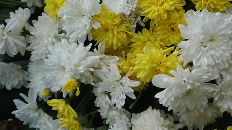 Flores-De-Dalia-Blancas-Y-Amarillas,-La-Cámara-Se-Mueve-A-La-Izquierda
