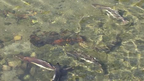 Salmon-swam-against-the-river.-Ketchikan,-Alaska