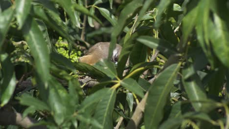 Dieser-äthiopische-Vogel-Versteckt-Sich-In-Den-Blättern-Und-Wartet-Darauf,-Dass-Der-Marienkäfer-Spielt