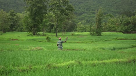indian-rice-field-wide-shot-farmer-throwing-urea-in-slow-motion