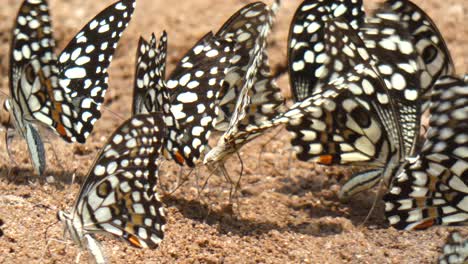 Weißer-Und-Schwarzer-Schmetterling-Uhd-Mp4-4k