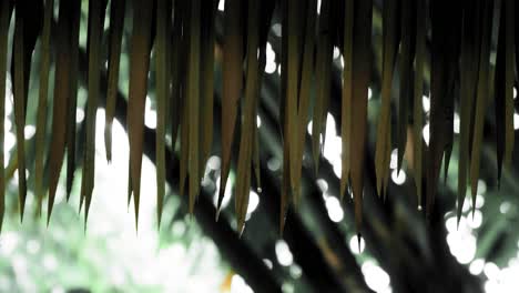 Water-Dripping-From-The-Tip-Of-Coconut-Leaves-In-The-Singapore-Botanic-Gardens---tracking-shot