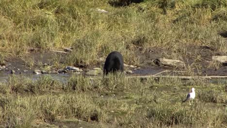 Black-bear-eating-salmon-on-the-river-bank-in-Ketchikan,-Alaska