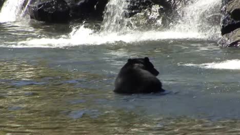 Black-bear-cooling-down-in-the-river.Ketchikan,-Alaska