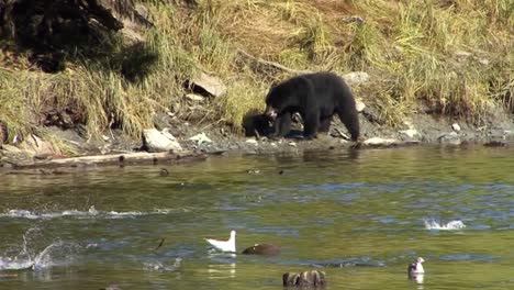 Schwarzbär,-Der-Am-Flussufer-In-Ketchikan,-Alaska,-Spazieren-Geht
