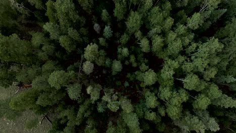 Top-Down-View-Of-Lush-Forest-At-Greens-Peak,-Arizona,-The-USA-During-Summer