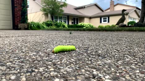 Caterpillar-walking-across-a-driveway-low-angle