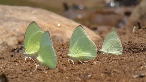 Weißer-Schmetterling-Uhd-Mp4-4k