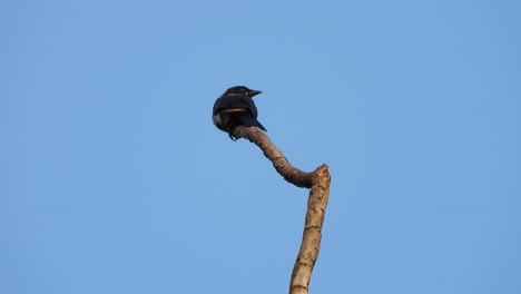 Pájaro-Negro-En-El-árbol-Uhd-Mp4-Video