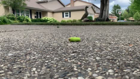 Green-caterpillar-walking-across-a-driveway,-far-away