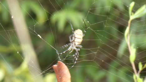 Spider-in-web-waiting-for-pray-UHD-MP4-4k-