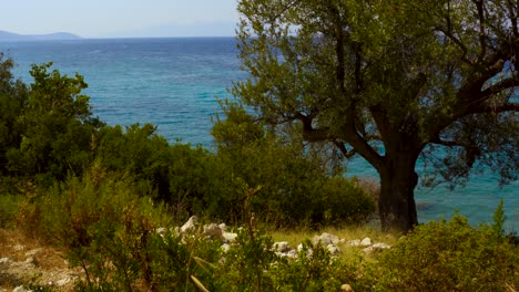 Wunderschönes-Panorama-Auf-Das-Türkisblaue-Meer-Mit-Der-Insel-Korfu-Im-Hintergrund,-Gesehen-Durch-Olivenbäume