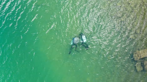 Top-Down-Aerial-Drone-Camera-of-Scuba-Divers-Swimming-in-Shallow-Waters