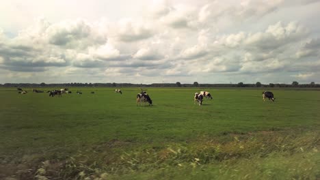 Green-field-with-spotted-cows-grazing-on-a-sunny-day-against-a-blue-sky-with-white-clouds