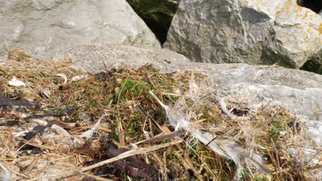Dried-natural-seaweed-debris-and-beach-litter-on-seashore-rock-surface-dolly-right