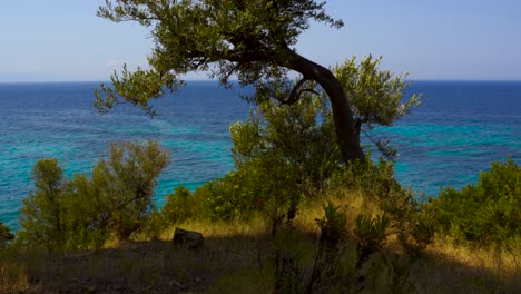 Olive-trees-on-coastline-of-Mediterranean-with-beautiful-blue-turquoise-sea-on-a-summer-day