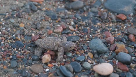 Close-up-of-a-sand-covered-baby-Carreta-Caretta-Loggerhead-turtle,-crawling-over-beach-pebbles-after-just-hatching-and-trying-to-make-his-way-to-the-open-sea