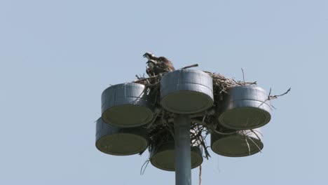 Junger-Fischadler-Und-Mutter-Rufen-Vom-Nest-Auf-Dem-Städtischen-Lichtmast