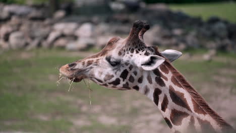 Nahaufnahme-Einer-Giraffe,-Die-Trockenes-Gras-Für-Nahrung-Im-Zoo-Kaut