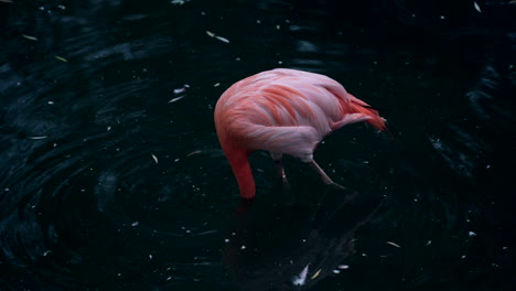 Ein-Größerer-Flamingo,-Der-Unter-Dem-Schmutzigen-Teichwasser-Nach-Nahrung-Sucht---Nahaufnahme
