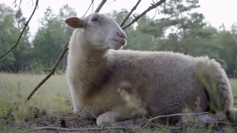 Medium-wide-shot-of-a-single-white-merino-sheep-lying-on-the-ground-regurgitating,-in-a-woodland-area-with-pine-trees-in-the-background