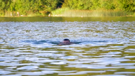Moving-towards-to-the-camera-shot-of-young-man-swimming