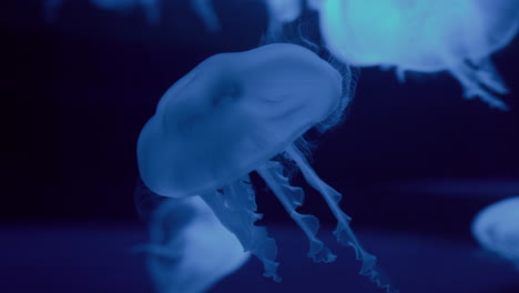 Fascinante-Golpe-De-Medusas-Con-Tentáculos-Cortos-Nadan-Elegantemente-En-Un-Tanque-De-Zoológico-De-Color-Azul,-Primer-Plano