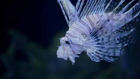 A-Lionfish-Swimming-In-The-Clear-Water---close-up
