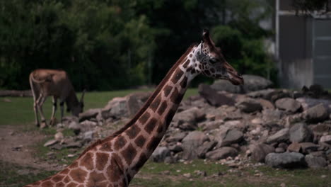 Eine-Giraffe,-Die-An-Einem-Heißen-Sommertag-Auf-Der-Wiese-Spazieren-Geht---Aus-Nächster-Nähe
