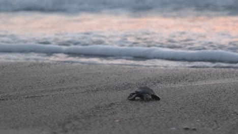 Eine-Baby-Caretta-Carreta-Meeresschildkröte-Kriecht-Zum-Ersten-Mal-Unter-Einem-Wunderschönen-Rosa-Sonnenaufgang-In-Richtung-Ozean