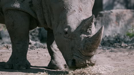 Impresionante-Rinoceronte-Blanco-Adulto-Cubierto-De-Tierra-Felizmente-Come-Paja-En-Cautiverio-En-Un-Zoológico