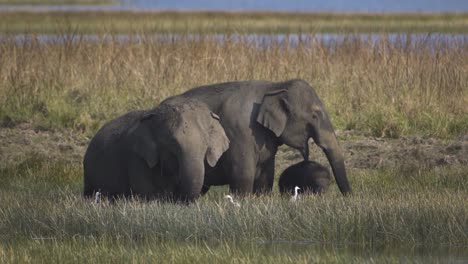 Asiatische-Elefantenfamilie-Im-Indischen-Wald