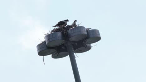 Ospreys-on-large-nest-atop-'the-Bloom'-light-on-Zoo-Island,-Calgary