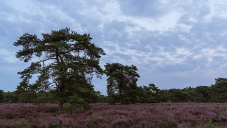 Wide-timelapse-of-light-clouds-moving-over-purple-heathland-with-some-pine-trees-during-twilight