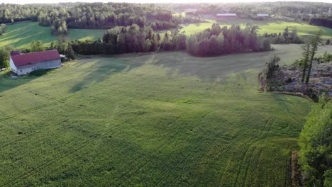 Oat-green-field-landscape