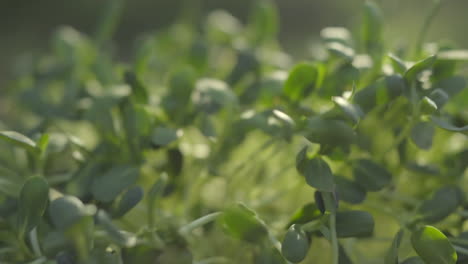 Close-up-of-shaking-fresh-Green-organic-sprouting-seeds-leaves-in-sunny-backlight
