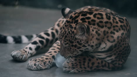 Ein-Jaguar-Leckt-Am-Kalten-Eisblock,-Während-Er-Im-Zoo-Auf-Dem-Betonboden-Liegt---Nahaufnahme