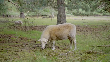 Wide-shot-of-a-white-merino-sheep-grazing-in-a-woodland-area-with-pine-trees