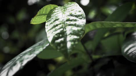Nahaufnahme-Nasser-Tropischer-Blätter-In-Den-Botanischen-Gärten-Von-Singapur---Makroaufnahme