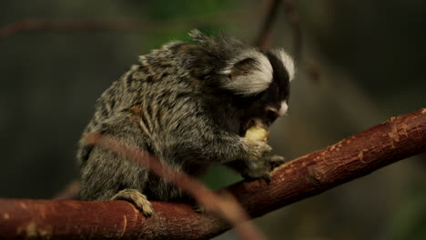 A-Marmoset-Monkey-Eating-Fruit-While-Sitting-On-The-Tree-Branch---close-up