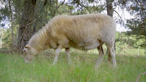 Wide-shot-of-a-single-white-merino-sheep-grazing-in-a-woodland-area-with-pine-trees-in-the-background