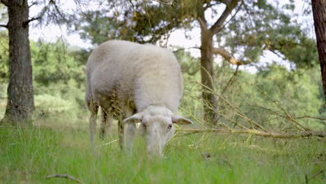 Wide-shot-of-a-single-undocked-white-merino-sheep-grazing-in-a-woodland-area-with-pine-trees-in-the-background